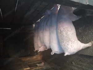 Purcei de vânzare - imagine 3