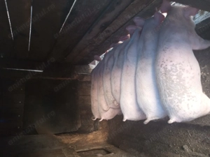 Purcei de vânzare - imagine 2