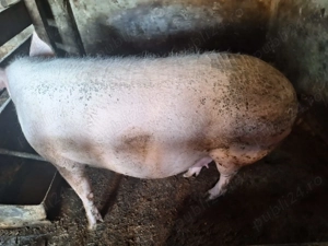 Scroafa gestanta - imagine 2