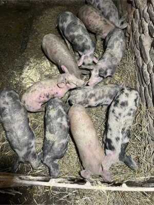 vand porci - imagine 2