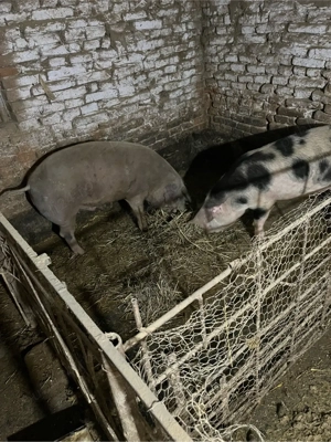 vand porci - imagine 3