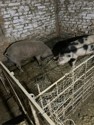 vand porci - imagine 4