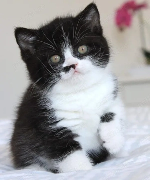 Siberiana de Padure  - imagine 2