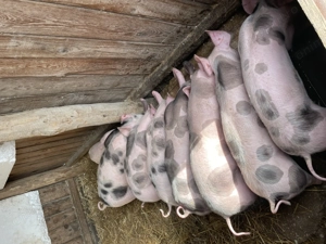 Porci de vanazare - imagine 3