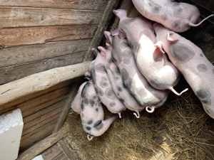 Porci de vanazare - imagine 5