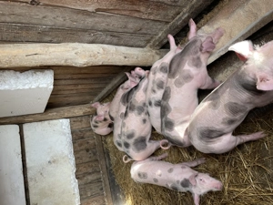 Porci de vanazare - imagine 4