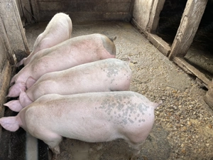 Porci de vanzare - imagine 3