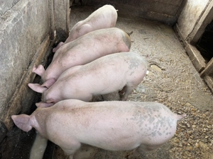 Porci de vanzare - imagine 4