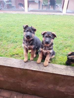 Ciobanesc german cu pedigree  - imagine 3