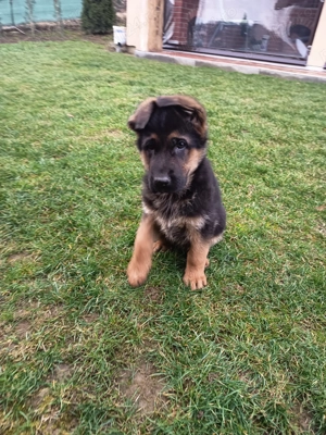 Ciobanesc german cu pedigree  - imagine 4