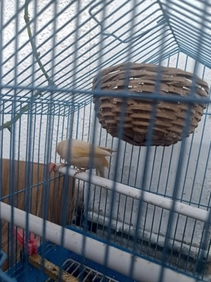 vand femela canar - imagine 2