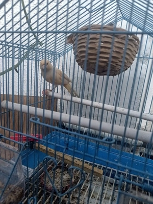 vand femela canar - imagine 5