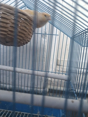 vand femela canar - imagine 3