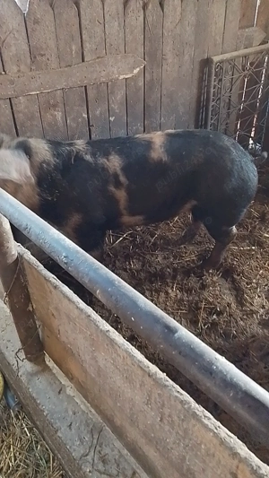 Porc de 140-150 kg - imagine 2