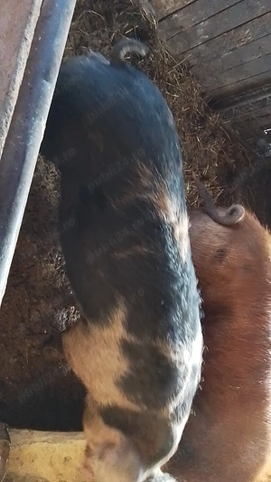 Porc de 140-150 kg - imagine 3