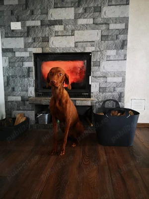 Femela Vizsla maghiara - imagine 2