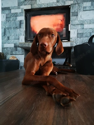 Femela Vizsla maghiara - imagine 3