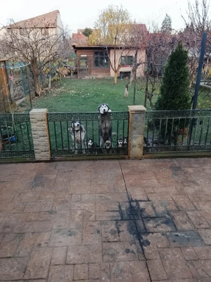 catei huski - imagine 3