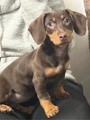 femela teckel tekel techel ciocolatie 