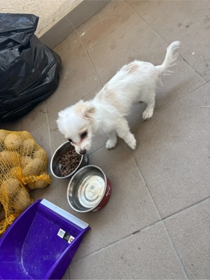 vand bichon - imagine 2