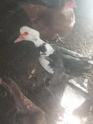 rate tineret - imagine 4