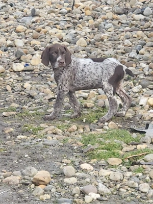 Catei brac german - imagine 5