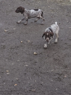 Catei brac german - imagine 2