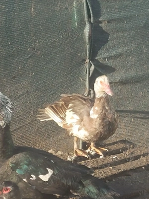 rate tineret - imagine 5