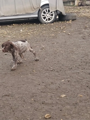 Catei brac german - imagine 4