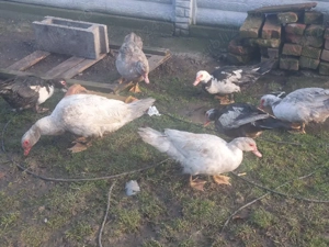 rate tineret - imagine 2