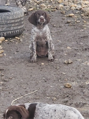 Catei brac german - imagine 3