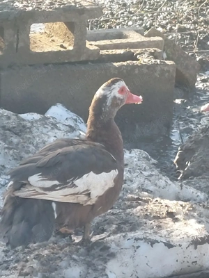 rate tineret - imagine 3