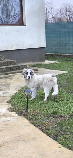 Vand catelușa ciobanesc de bucovina