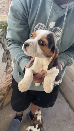 vand 2 catelusi rasa Beagle