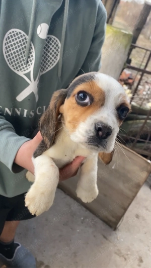 vand un catelusi rasa Beagle - imagine 2