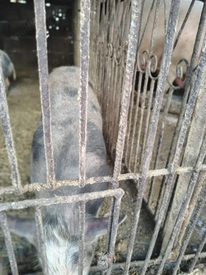 Purcea de vânzare  - imagine 3