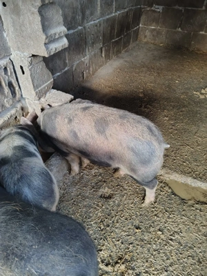 Purcea de vânzare  - imagine 5