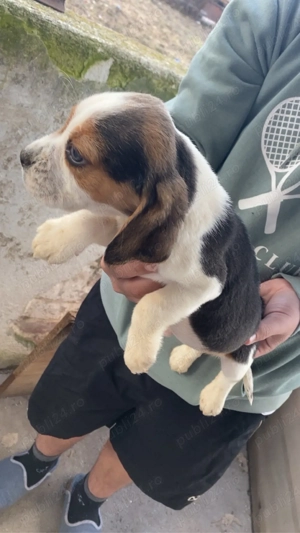 vand un catelusi rasa Beagle - imagine 4