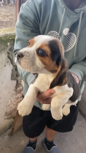 vand un catelusi rasa Beagle - imagine 3