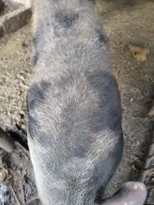 Purcea de vânzare  - imagine 4