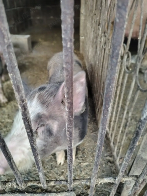 Purcea de vânzare  - imagine 2