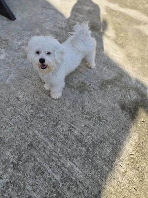 Bichon maltez 