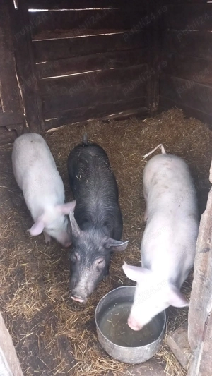 Vând grasunii mariii - imagine 2