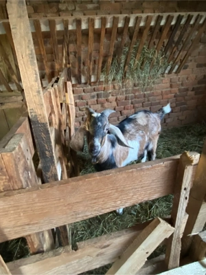 3 capre si un tap de vanzare  - imagine 3