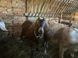 3 capre si un tap de vanzare 