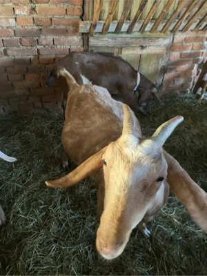 3 capre si un tap de vanzare  - imagine 4