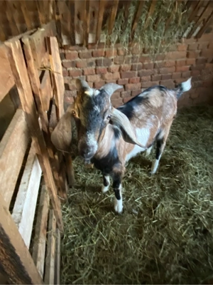 3 capre si un tap de vanzare  - imagine 5