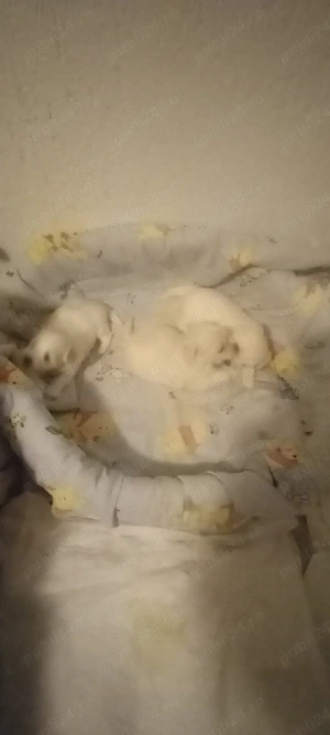 Vand bichon maltez fetite 