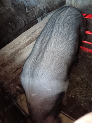 Vând scroafa bazna  - imagine 2