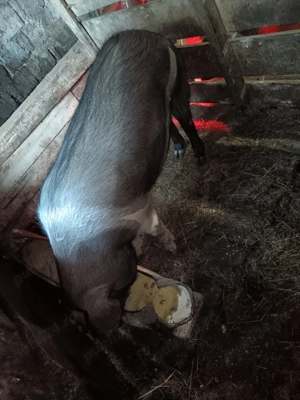 Vând scroafa bazna  - imagine 3